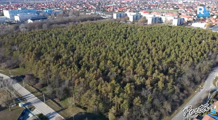 Kistarcsa átvette a Fenyves erdőt